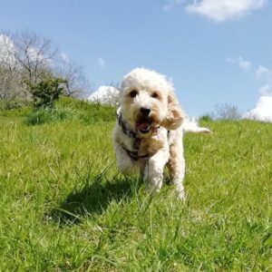 Ticket: Puppy Play & Socialise